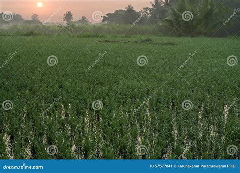 Paddy field and sunrise stock image. Image of karnataka - 57577841