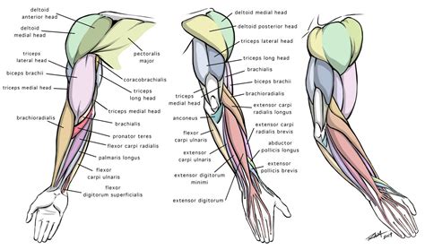 Arm Anatomy Diagram for Artists by robertmarzullo on DeviantArt