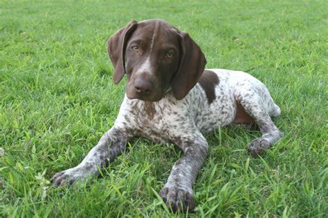 Small German Shorthaired Pointer photo and wallpaper. Beautiful Small German Shorthaired Pointer ...