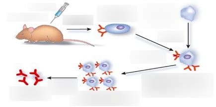 Diagram of Infection and disease - AQA | Quizlet