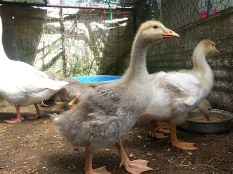 Pilgrim Geese thread | BackYard Chickens - Learn How to Raise Chickens