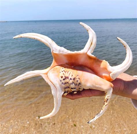 Rare 12-15 cm Natural large conch shells Natural Water Conch | Etsy