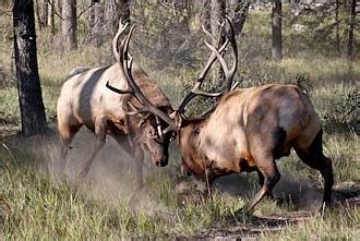 Close Call: Almost Run Over by Two Fighting Bull Elk - Montana Hunting and Fishing Information