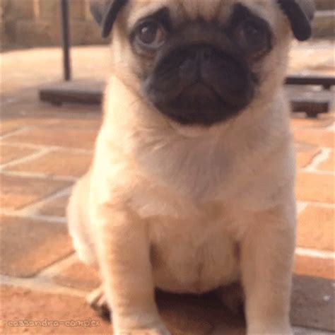 pug gif on Tumblr