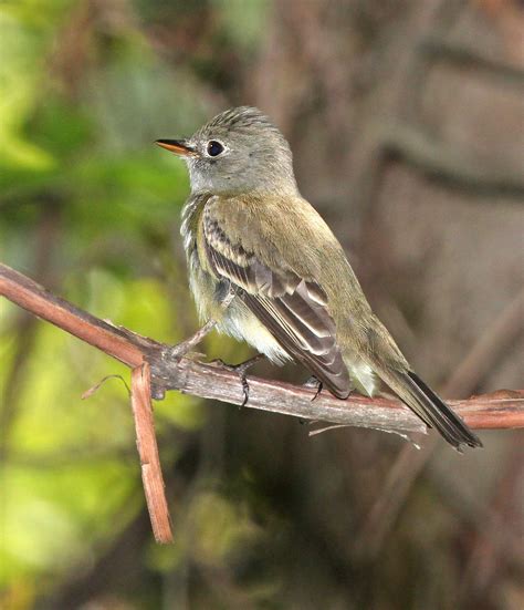 Alder Flycatcher | Audubon Field Guide