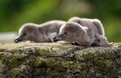 Baby Humboldt penguin chicks that have been hatched at Chester Zoo - Liverpool Echo