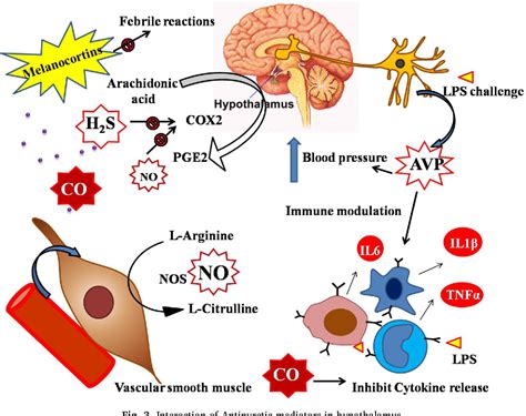 Figure 4 from Comprehensive biology of antipyretic pathways. | Semantic Scholar