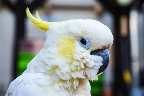 How to Take Care of a Cockatoo - EQ Online News