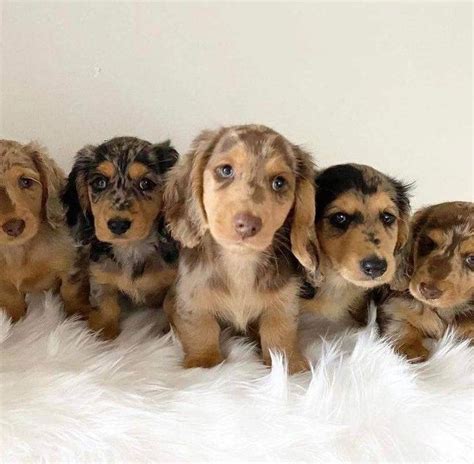 Dachshund puppies for sale from Nebraska | Dachshund puppies, Cute ...