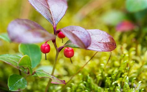 Wintergreen Berries Stock Photo - Download Image Now - iStock