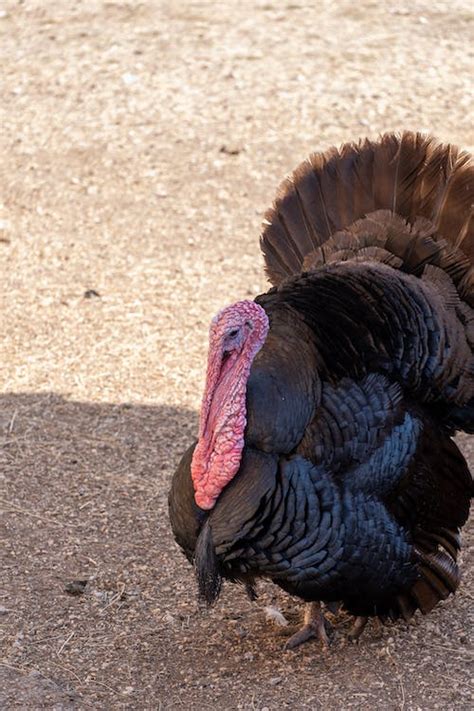 Male turkey close up. · Free Stock Photo