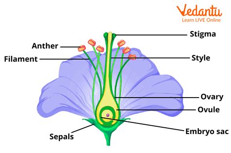 Fertilization In Plants - Steps, Types and Diagram