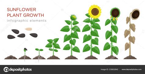 Stages Of Flower Growth, Stages of the Lotus flower | Lotus plant ...