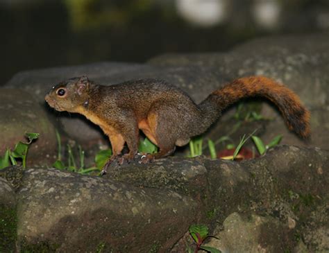 especies animales: Sciurus granatensis