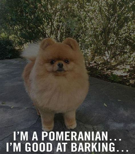 16 Best Pomeranian Memes So You Don't Be Sad | Page 4 of 6 | The Dogman