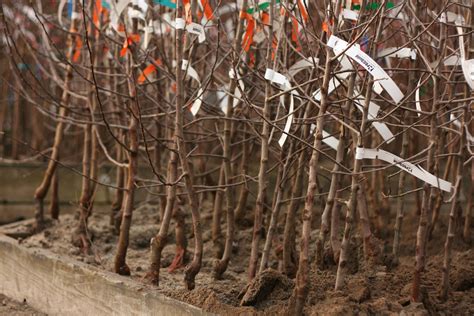 Bare root fruit trees. | Arcadia Garden Design