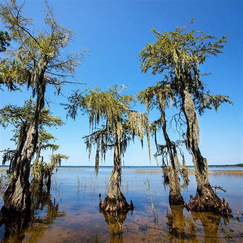 Lake Waccamaw State Park #ncstateparks #nature #lake #water #outdoors Lake Water, Breathtaking ...