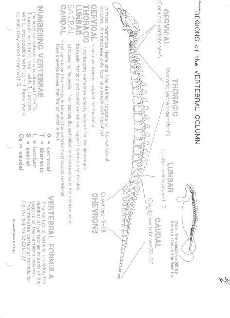 Manatee Skeletal Anatomy Images - Fossil ID - The Fossil Forum