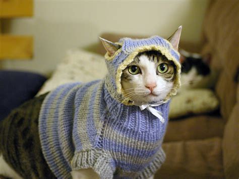 Cats Wearing Sweaters