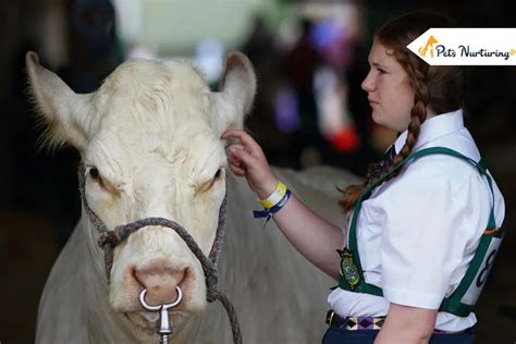 Types of Cow Nose Rings