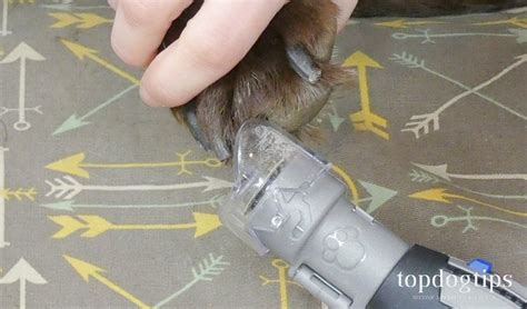 Dremel PawControl Dog Nail Grinder Review and Testing With My Dogs