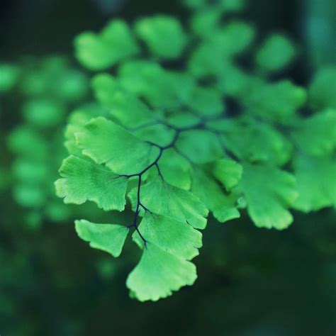 Complete Guide To Maidenhair Fern care and Growth