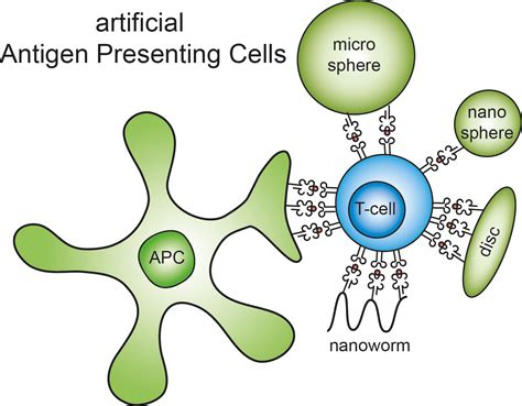 Fighting cancer with artificial antigen-presenting cells – Chemical ...