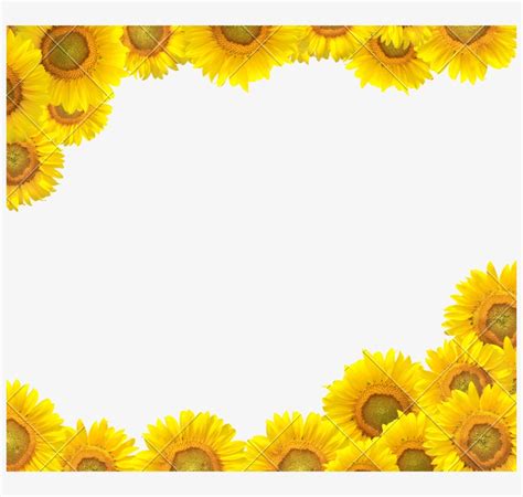 Sunflower Clipart Boarder - Sunflower Design Border Clipart - 800x699 PNG Download - PNGkit