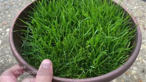 Seed germinating Rhizomatous Tall Fescue into a mature grass - YouTube