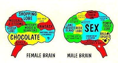 Are Women’s brains different from Men’s? | PowerBrain RX