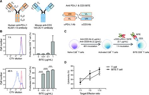 Generation of bispecific T-cell engager-bound T cells (BiTE:T cells) as... | Download Scientific ...