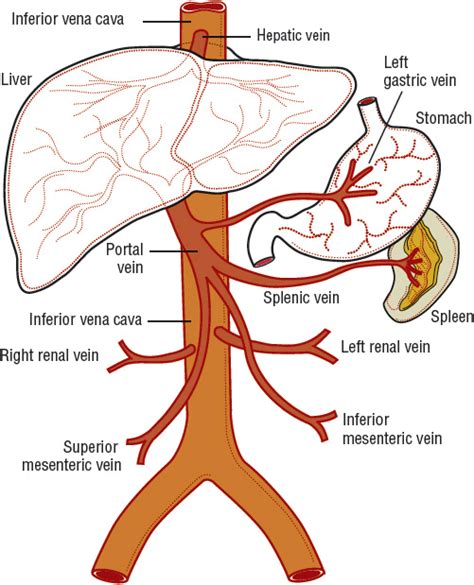 Portal Venous Hypertension