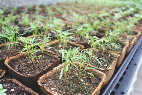 dill seedlings at frick, biodegradable pots - Grow Pittsburgh