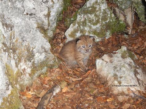 Europe's rare Balkan lynx are breeding – and here's the fluffy first proof | Endangered | Earth ...