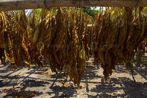 Drying traditional tobacco leaves with Hanging in a field, Indonesia ...