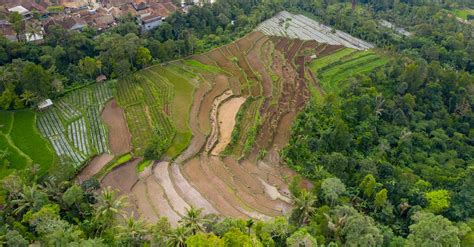 Aerial Photography Of Rice Plantation · Free Stock Photo