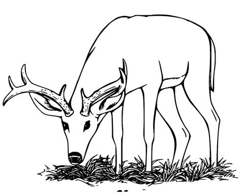 Deer Eating Grass coloring page - Download, Print or Color Online for Free