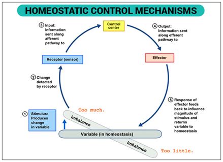 What Is Homeostasis - Definition & Examples | Homeostasis Breakdown ...