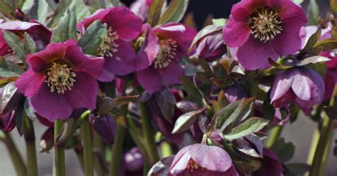 Hellebores add to winter's beauty