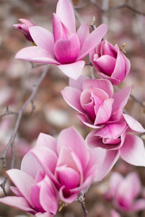 Pink Magnolia Bloom. | Flower meanings, Unique flowers, Flowers nature