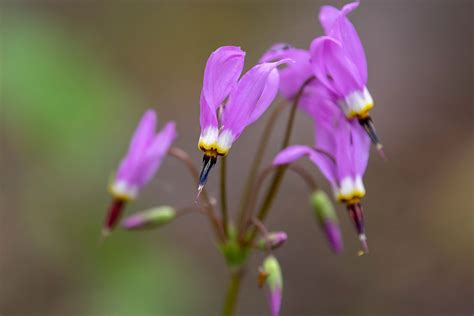 Pink Shooting Star Flower | Best Flower Site