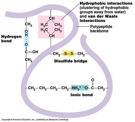 Cell Specialisation and Organism Organisation | A Level Notes | Medical laboratory science ...