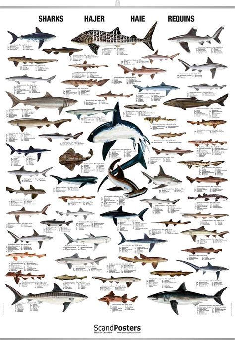 Shark Species Poster - Educational Marine Biology Chart