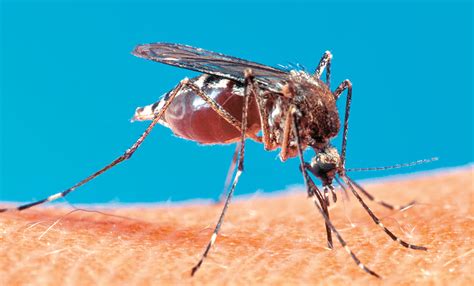 So far in 2008, San Diego has 23 cases of human West Nile virus | San Diego Reader