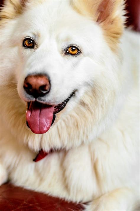 Lebolo Photography White Husky mix1 - Daily Dog TagDaily Dog Tag