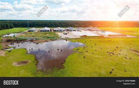 Aerial View Cows Herd Image & Photo (Free Trial) | Bigstock