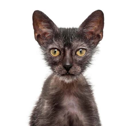 Lykoi Cat Breed, History And Characteristics (Wolf Cat)