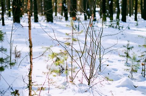 Nature photography | Landscape: Calm forest — Steemit