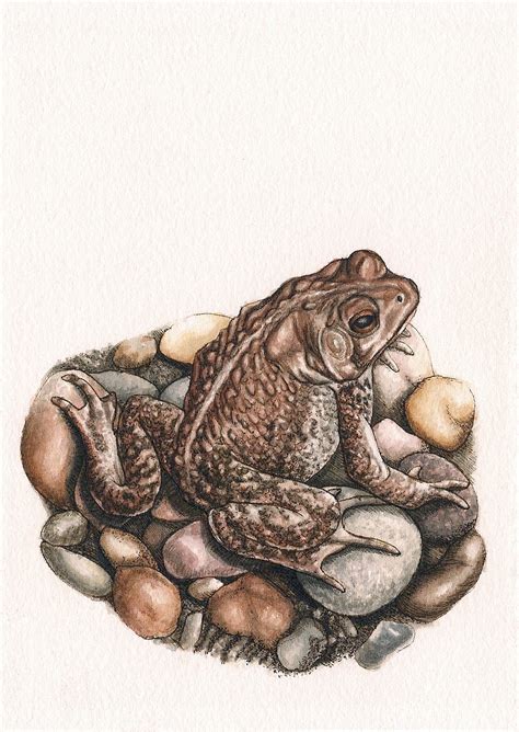 Toad Print of Original Art 5 X 7 Watercolor and - Etsy