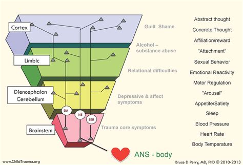 Trauma and the Developing Brain | Out of Home Care Toolbox